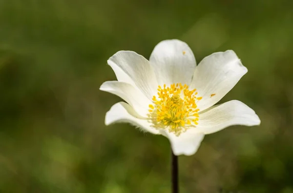 Narciso Floreció Anémona Anemone Narcissiflora Parque Nacional Del Alto Tauern — Foto de Stock