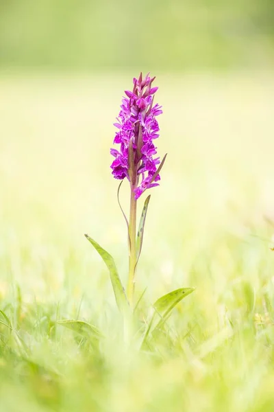 Western Marsh Orchid Dactylorhiza Majalis Wurzeralm Upper Austria Austria Europe — Stock Photo, Image