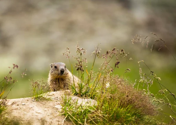 Marmot Marmota Tyrol Austria Europa — Zdjęcie stockowe