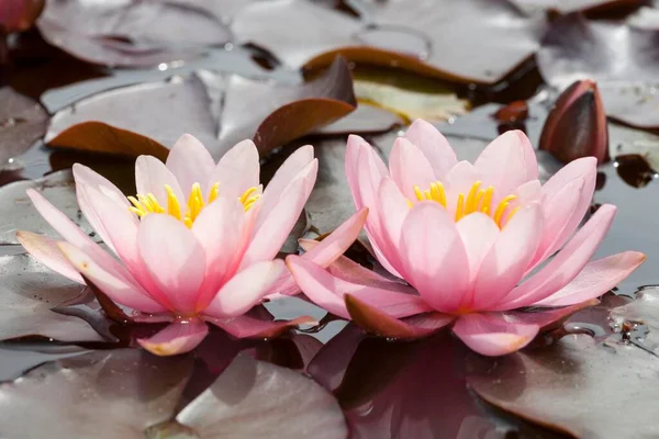 Lilies Nymphaea North Rhine Westphalia Germany Europe — Stock Photo, Image