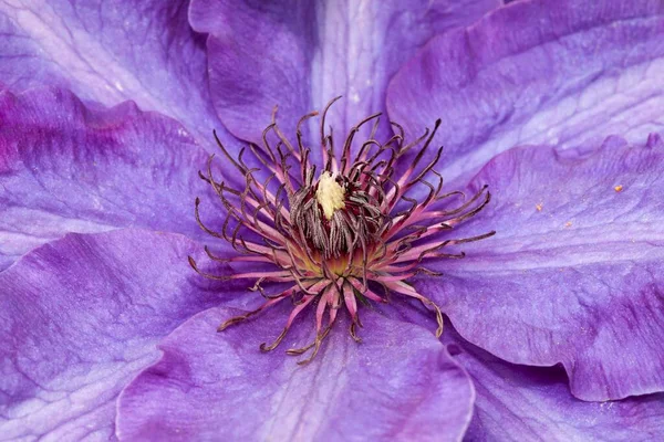 Clematis Clematis Flower North Rhine Westphalia Germany Europe — стокове фото