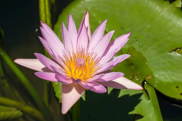 Lotusblomma Nelumbo Mauritius Afrika — Stockfoto