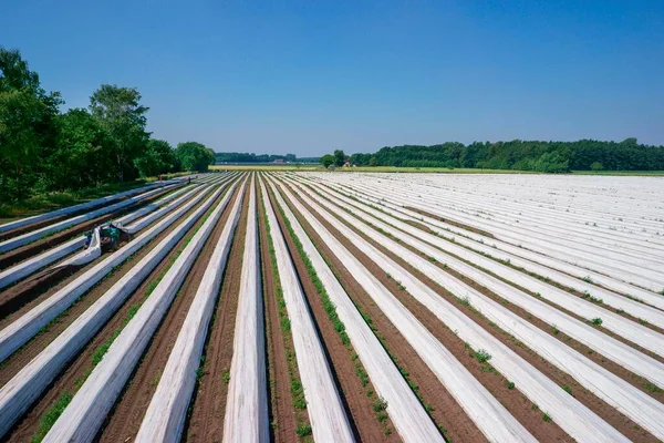 収穫中のアスパラガス畑 白いプラスチックシートで覆われたアスパラガス堤防 シュレーゲ ニーダーザクセン州 ドイツ ヨーロッパ — ストック写真