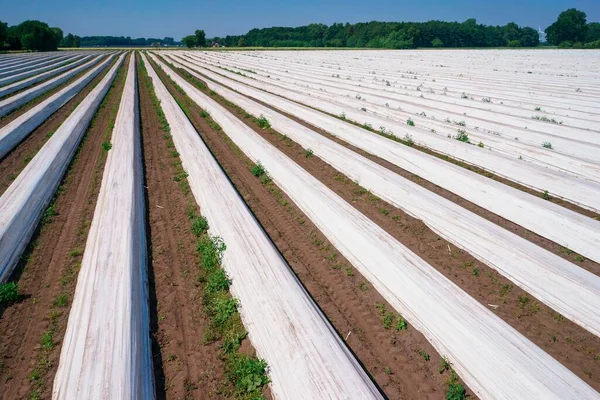 Asparagus Field Asparagus Embankments Covered White Plastic Sheets Schwege Lower — Stock Photo, Image