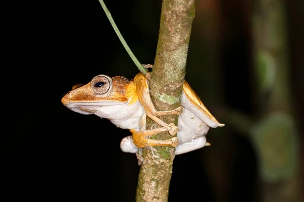 Borneo Eared Frog Polypedates Otilophus Scena Nocna Kubah National Park — Zdjęcie stockowe