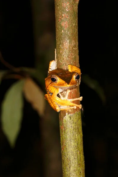 Borneo Ohrfrosch Polypedates Otilophus Nachtszene Kubah Nationalpark Sarawak Borneo Malaysia — Stockfoto