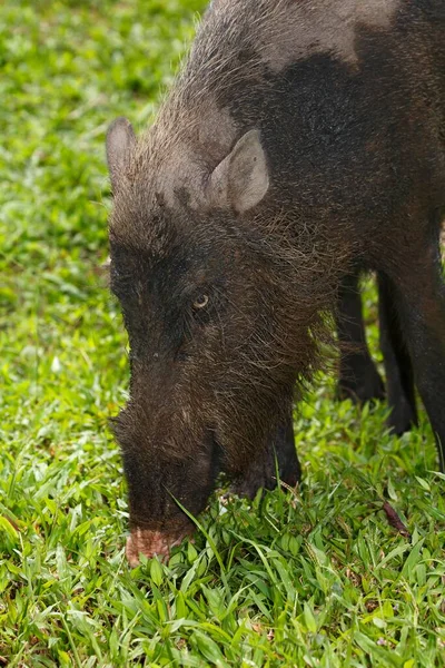 Bornean Bearded Pig Sus Barbatus Bako National Park Sarawak Borneo — Stock Photo, Image