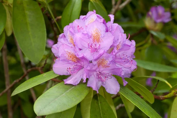 Flor Rosada Rododendro Rhododendron Alemania Europa —  Fotos de Stock