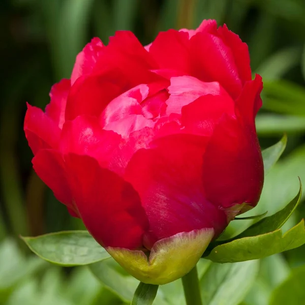 Kwiat Piwonia Paeonia Nadrenia Północna Westfalia Niemcy Europa — Zdjęcie stockowe