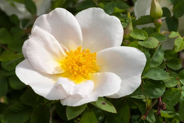 Róża Krzewów Rosa Nadrenia Północna Westfalia Niemcy Europa — Zdjęcie stockowe