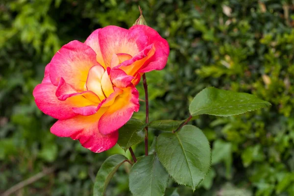 Bloom Tea Hybrid Rose Rosa North Rhine Westphalia Germany Europe — ストック写真