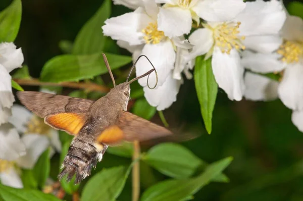 Κολιμπρί Γεράκι Σκώρος Macroglossum Stellatarum Πλησιάζει Ένα Λουλούδι Spirea Spiraea — Φωτογραφία Αρχείου