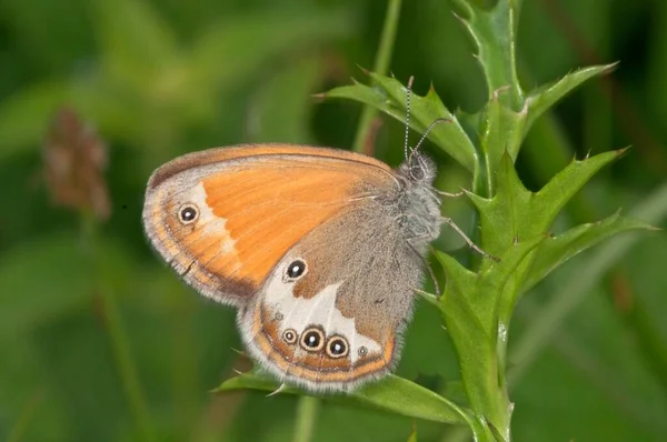 Pearly Heath Coenonympha Arcania Baden Wrttemberg Almanya Avrupa — Stok fotoğraf