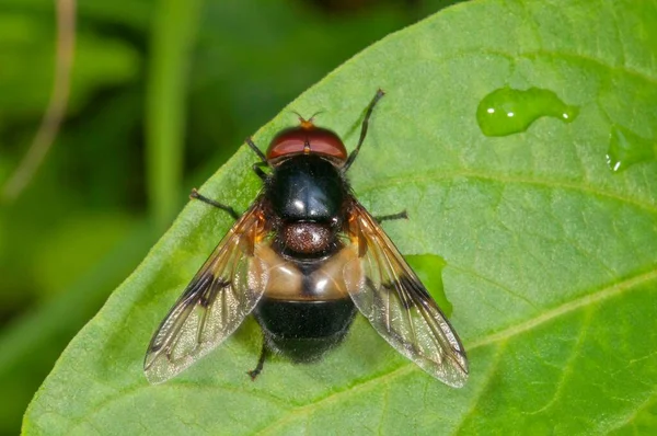 Hoverfly Volucella Pelucens 日光浴 ドイツ ヨーロッパ — ストック写真