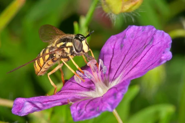 Hoverfly Chrysotoxum Cautum Fêmea Alimentando Pólen Uma Conta Guindaste Sangrenta — Fotografia de Stock