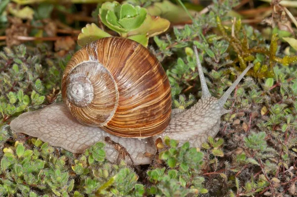 Burgundy Snail Helix Pomatia Germany Europe — Stock Photo, Image