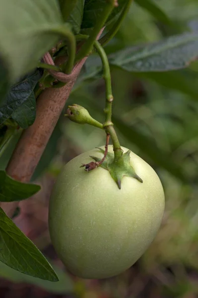 Pepino Dulce Pepino Melon Solanum Muricatum Bavaria Germany Europe — Stock Photo, Image