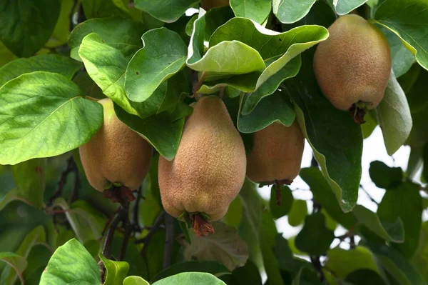 Quinces Cydonia Oblonga Uma Árvore Baviera Alemanha Europa — Fotografia de Stock