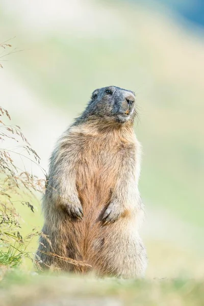 Marmota Alpina Marmota Marmota High Tauern National Park Caríntia Áustria — Fotografia de Stock