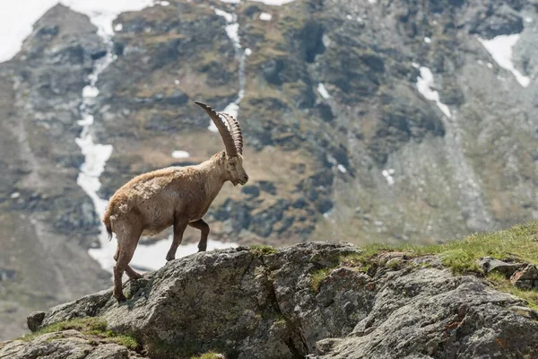 Ibex Alpino Capra Ibex Também Steinbock Ibex High Tauern National — Fotografia de Stock