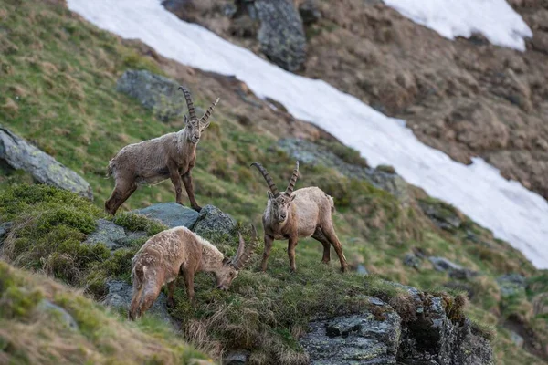 Trzy Alpejskie Ibex Capra Ibex Również Steinbock Lub Ibex High — Zdjęcie stockowe