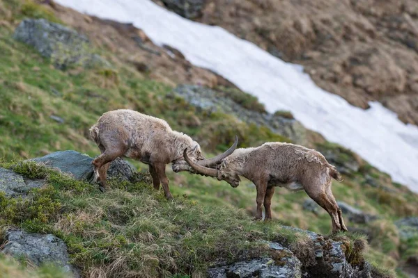 Ibex Alpejski Capra Ibex Także Steinbock Lub Ibex Walczący Rangę — Zdjęcie stockowe