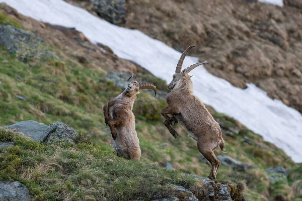 Steinböcke Capra Steinböcke Auch Steinböcke Oder Steinböcke Kämpfen Rang Nationalpark — Stockfoto