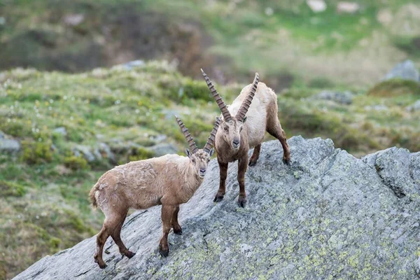 Ibex Alpejski Capra Ibex Również Steinbock Lub Ibex Park Narodowy — Zdjęcie stockowe