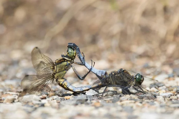 Skimmers Cauda Preta Orthetrum Cancellatum Par Acasalamento Alemanha Europa — Fotografia de Stock