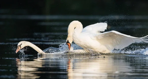 Mute Swan Cygnus Olor Útočí Soupeře Vodě Německo Evropa — Stock fotografie