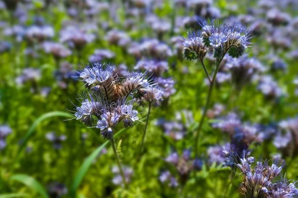 Včelí Pastvina Krajková Phacelia Modrá Tansy Nebo Fialová Tansy Phacelia — Stock fotografie