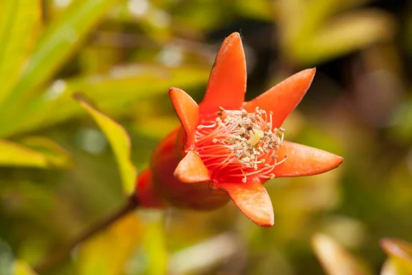 Flor Romã Punica Granatum — Fotografia de Stock