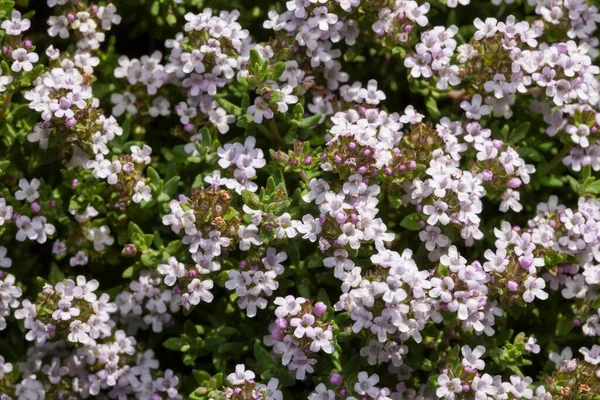 Flowering Thyme Thymus Vulgaris — Stock Photo, Image