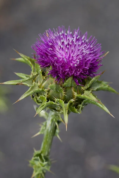 Milk Thistle Silybum Marianum Prevalent Mediterranean Area — Stock Photo, Image