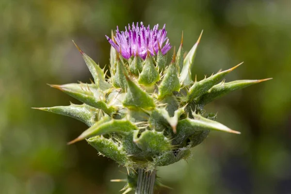 Молочний Бузок Silybum Marianum Поширений Середземномор — стокове фото