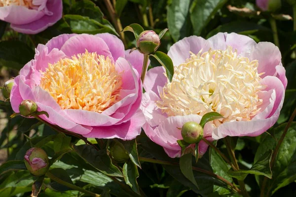 Piwonia Chińska Lub Piwonia Ogrodowa Paeonia Lactiflora Odmiana Ama Sode — Zdjęcie stockowe