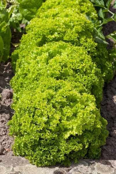 Lettuce Lactuca Sativa Lollo Bionda Vegetable Patch — Stock Photo, Image