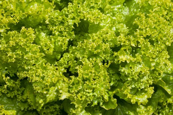 Lettuce Lactuca Sativa Lollo Bionda Vegable Patch — стокове фото