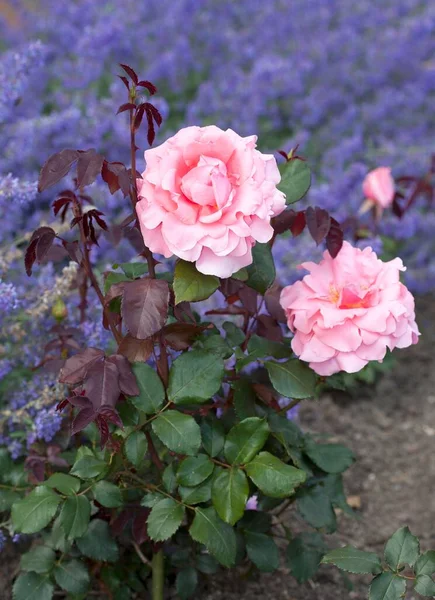 Hybriditee Ruusu Piroschka Vaaleanpunainen — kuvapankkivalokuva