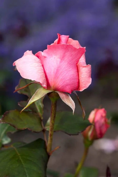 Hybrydowa Róża Herbata Piroschka Różowy — Zdjęcie stockowe