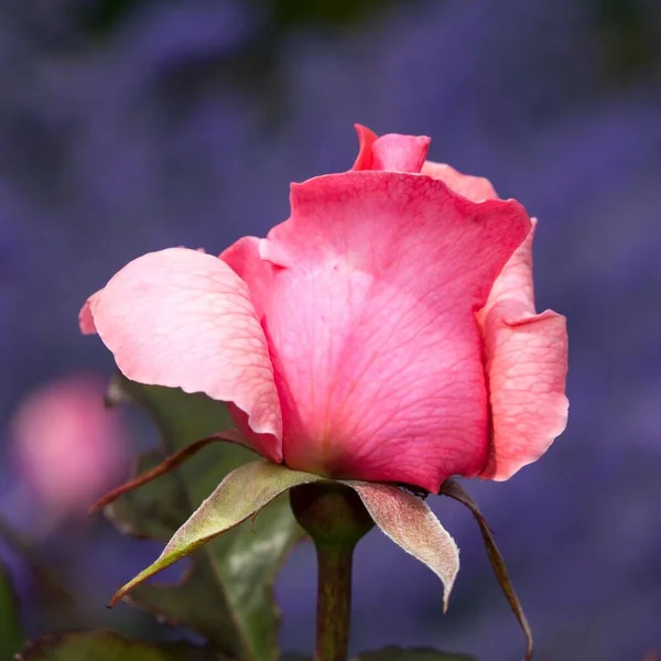 Hybridní Čajová Růže Piroschka Růžová — Stock fotografie