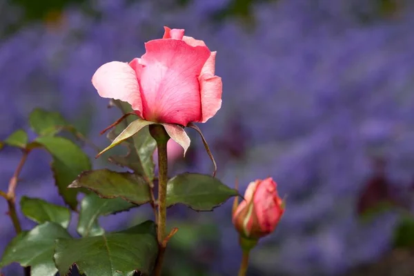 Hybridní Čajová Růže Piroschka Růžová — Stock fotografie