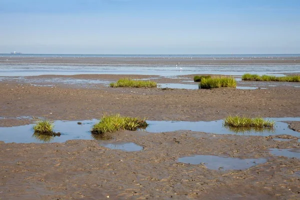 Χαμηλή Παλίρροια Στο Εθνικό Πάρκο Κάτω Σαξονικής Θάλασσας Wadden Βόρεια — Φωτογραφία Αρχείου
