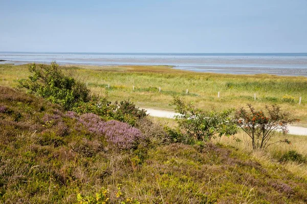 Затемнення Вересу Природний Заповідник Duhner Heide Cuxhaven Lower Saxony Germany — стокове фото