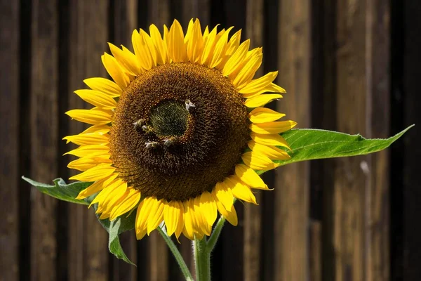 Słonecznik Helianthus Annuus Pszczoły Zbierające Nektar Bawaria Niemcy Europa — Zdjęcie stockowe
