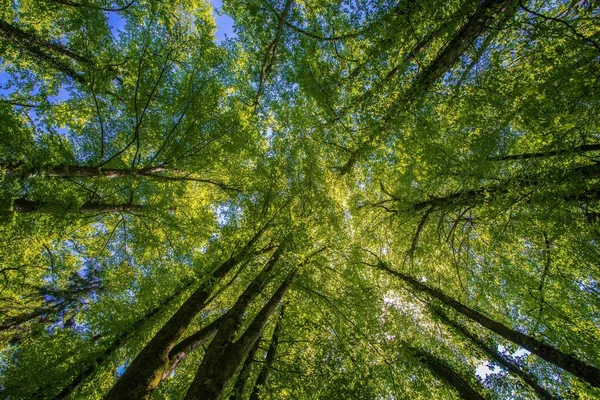 Árvores Baixo Com Céu Azul Floresta Caduca Suíça Europa — Fotografia de Stock