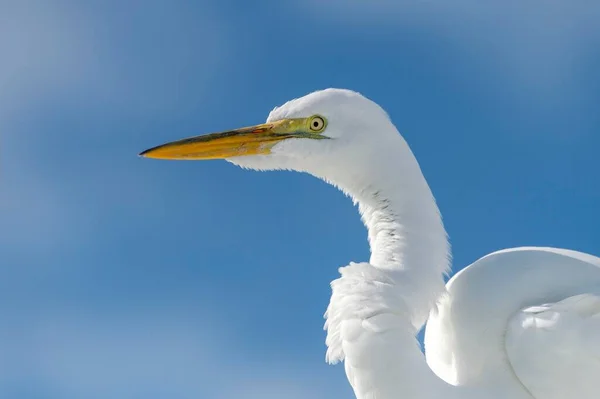 Great Egret Casmerodius Albus Egretta Alba Everglades National Park Anhinga — Stock fotografie