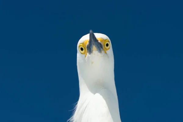 Snowy Egret Egretta Thula Portrait Everglades National Park Anhinga Trail — 스톡 사진