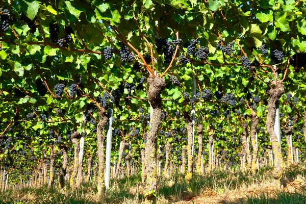 Uvas Con Uvas Azules Kaiserstuhl Baden Wrttemberg Alemania Europa —  Fotos de Stock