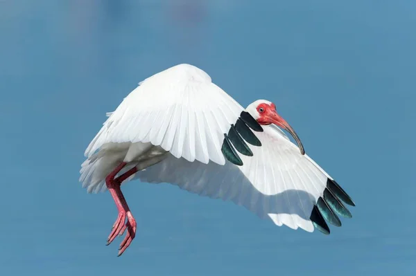 Белый Ibis Eudocimus Albus Полете Флорида Сша Северная Америка — стоковое фото